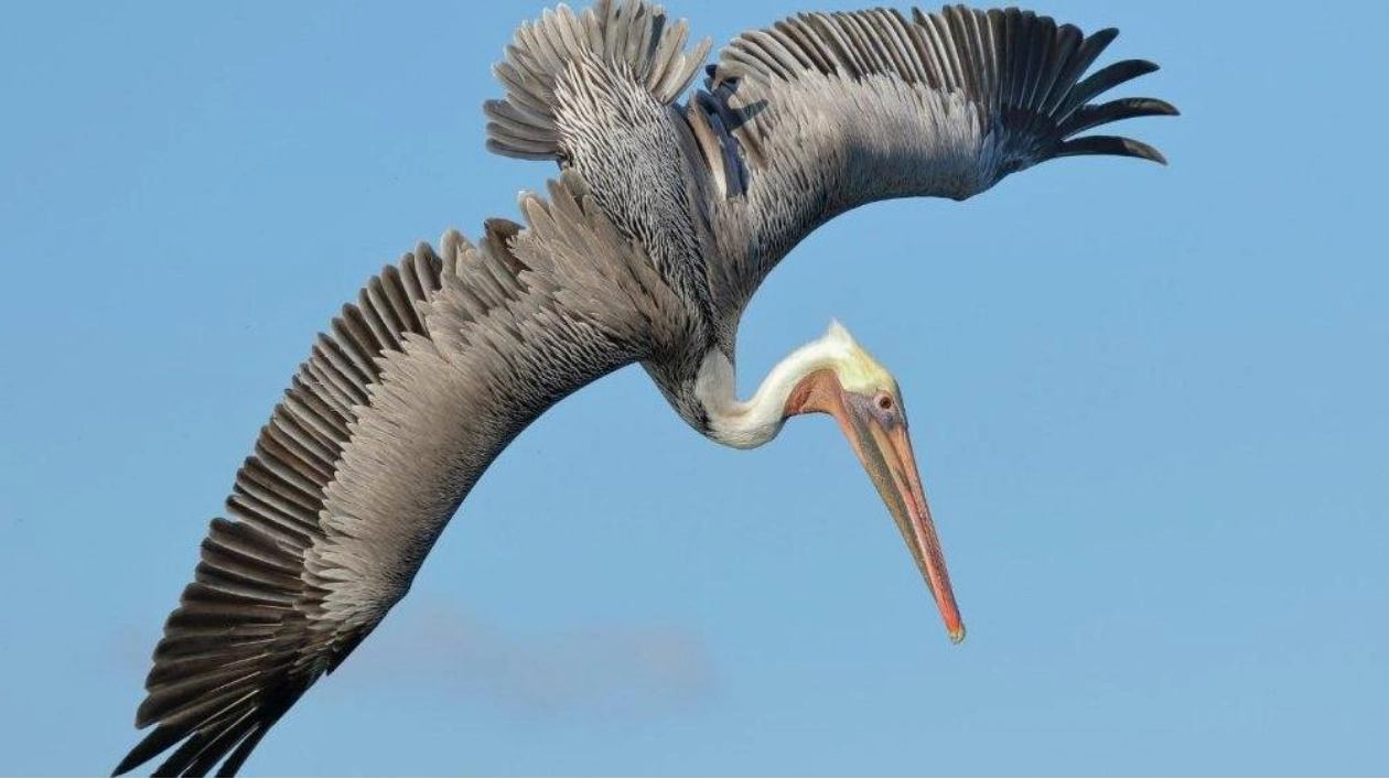 Bird-Inspired Flaps Could Revolutionize Aviation