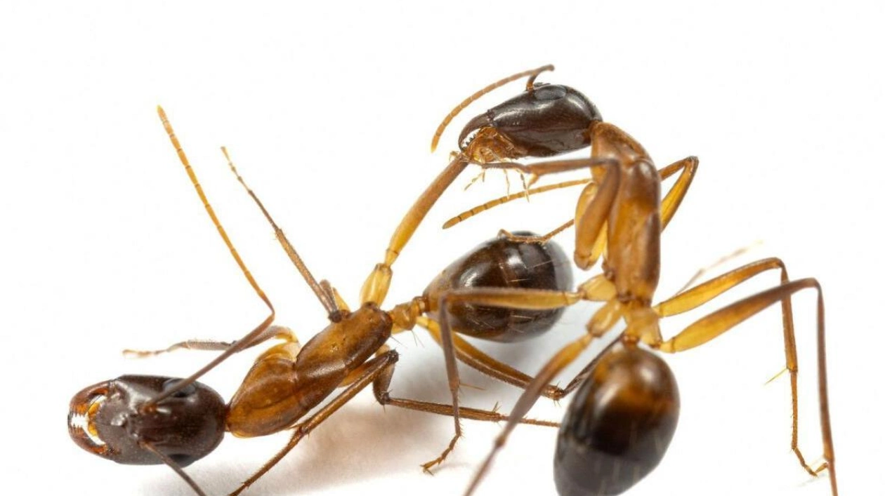 Ants Perform Limb Amputations to Boost Survival Rates