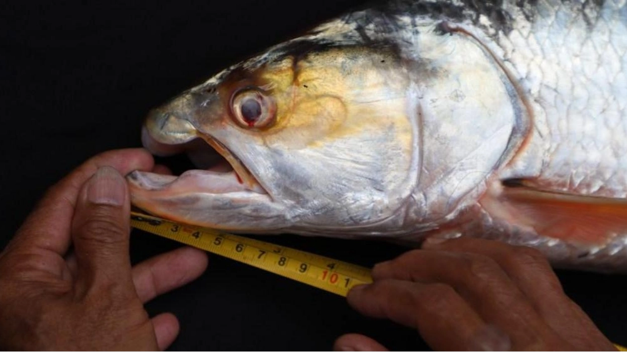 Mekong Ghost Fish: No Longer a Myth