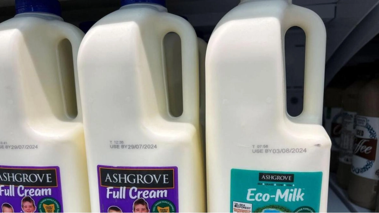 Tasmanian Dairy Launches World's First Seaweed-Fed Cow Milk