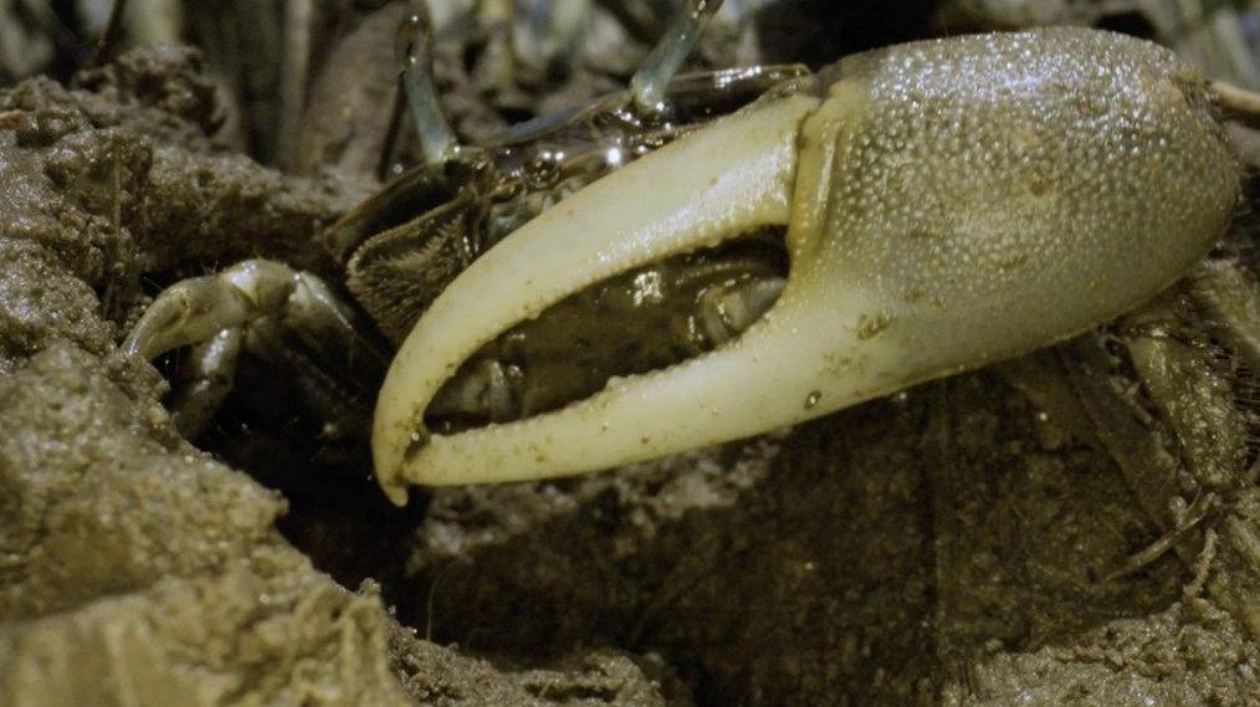 Climate Change and the Unexpected Arrival of Fiddler Crabs in New England