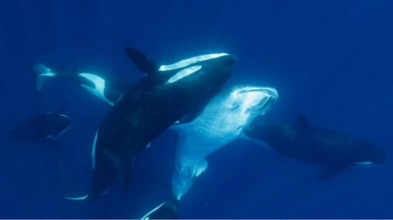 Orcas' Unlikely Feat: Hunting Massive Whale Sharks