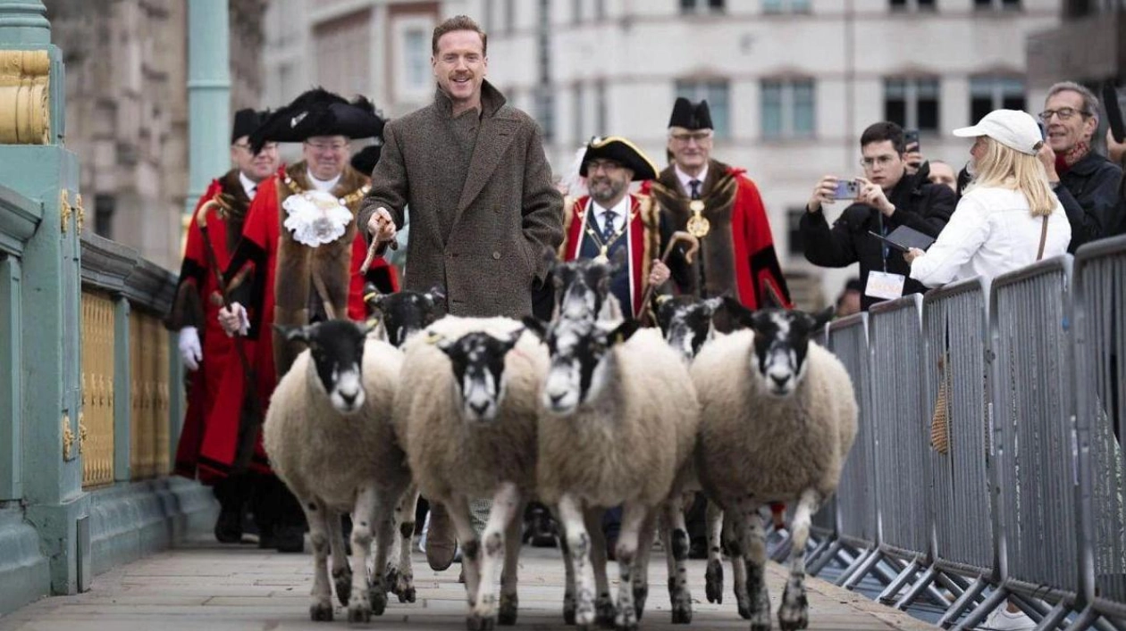 Damian Lewis Joins Sheep Herding Across River Thames