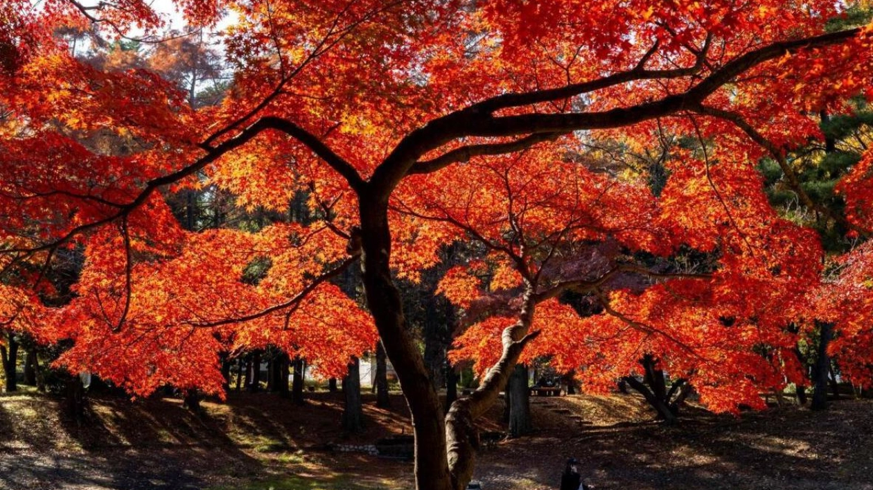 Japan's Warmest Autumn Delays Seasonal Foliage