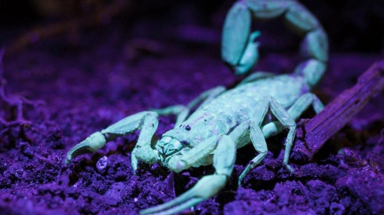 Discovering the Hidden Glow of Halloween Creepy Crawlers