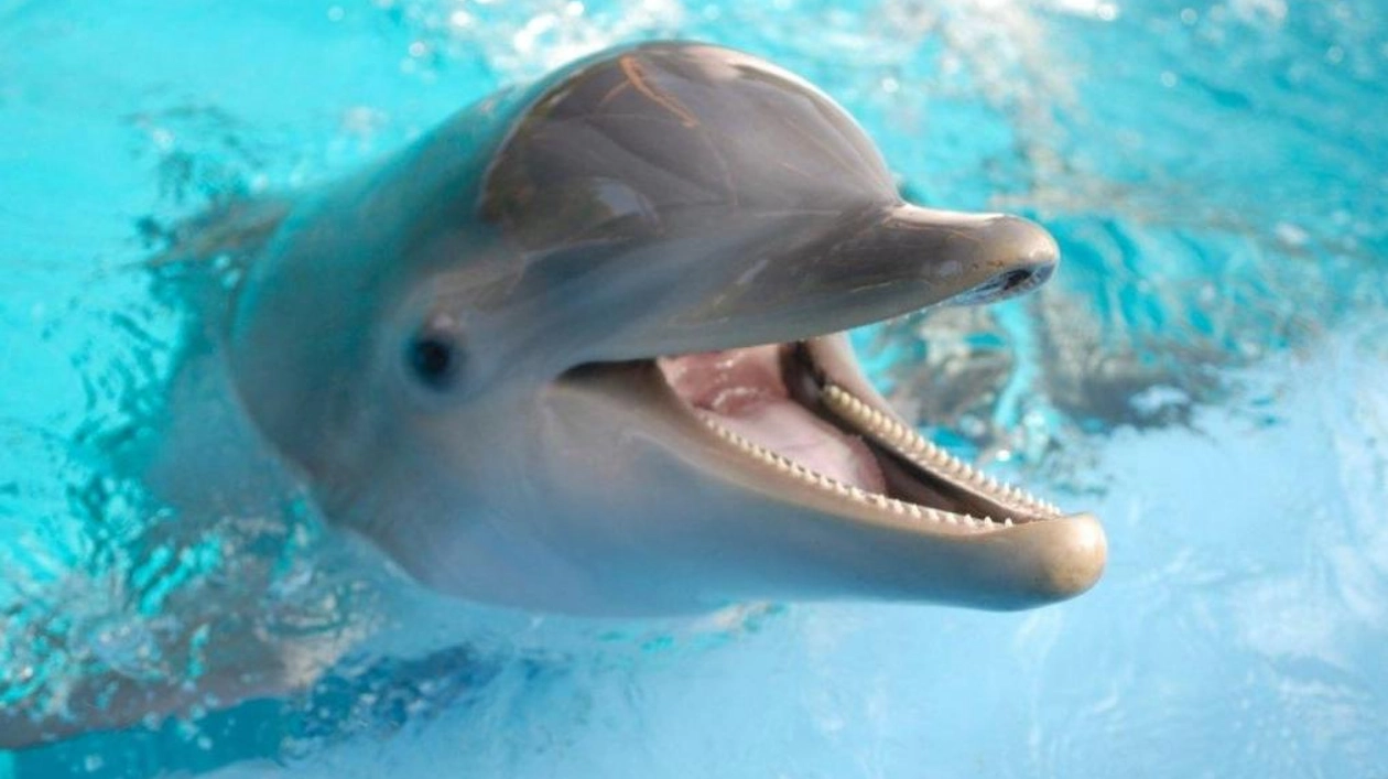 Do Dolphins Really Smile? New Study Offers Clues