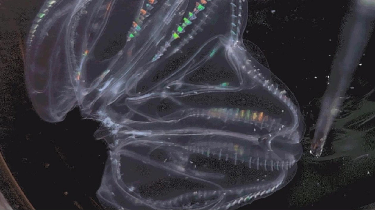 Sea Jellies Merge Bodies and Sync Functions