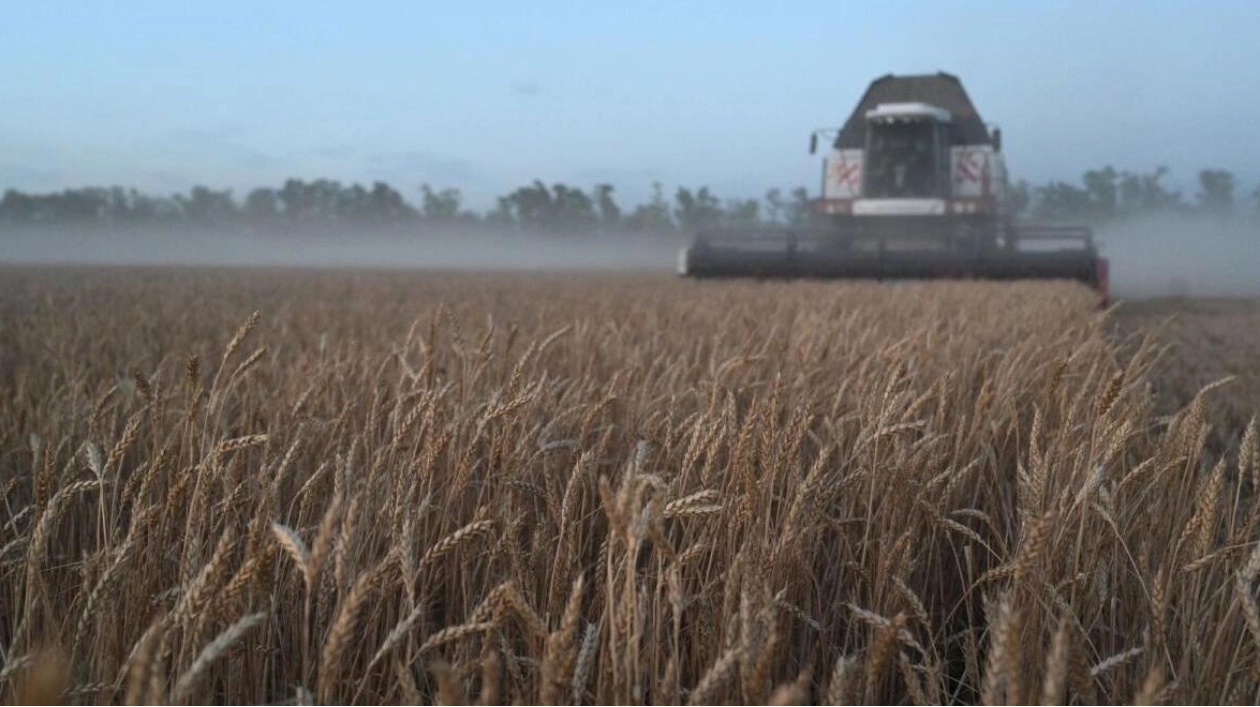 Russia Maintains Grain Harvest Forecast Despite Adverse Weather