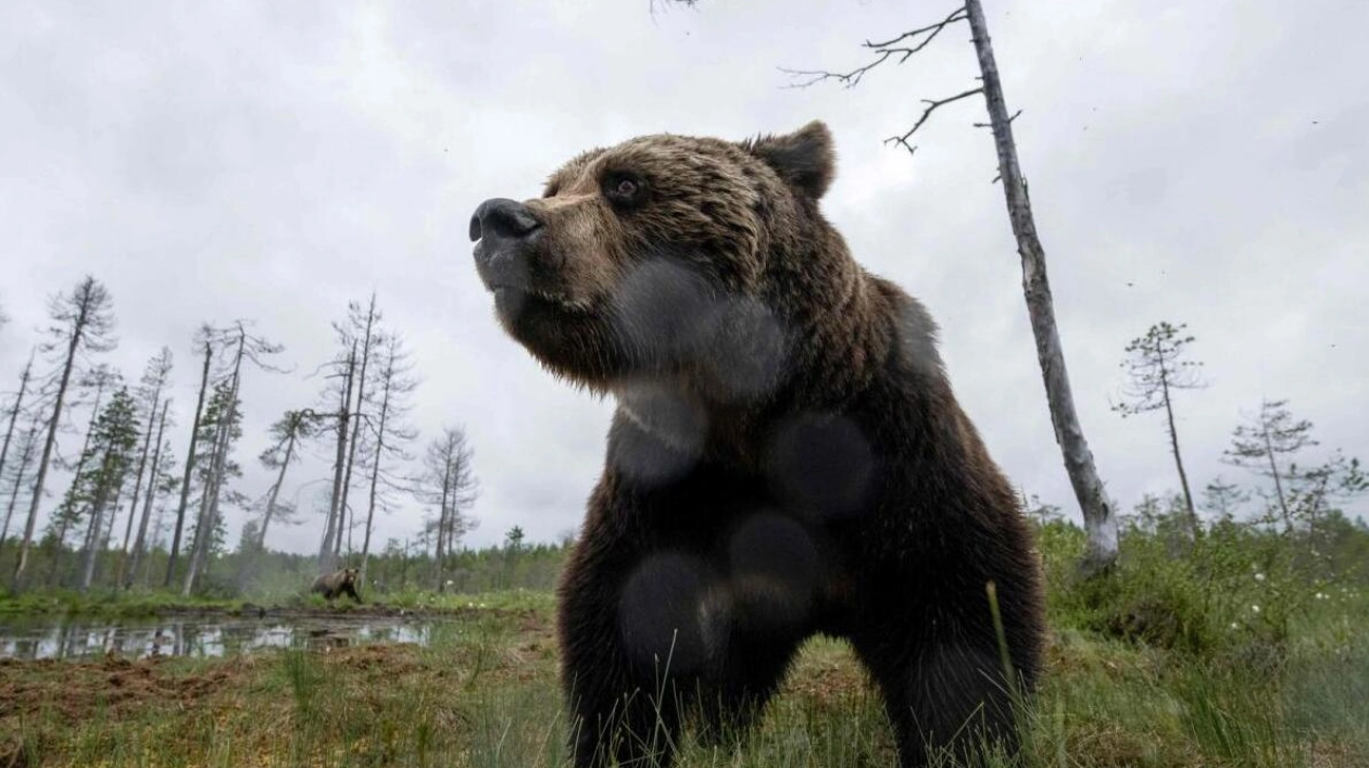 Bear Lured Out of Japanese Supermarket with Honey-Coated Food