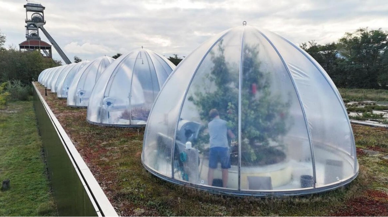 Belgian Researchers Simulate 2040 Climate to Grow Pears