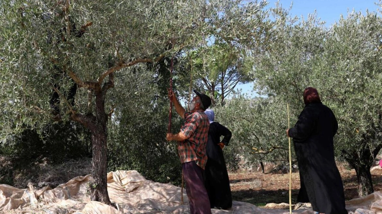 Lebanese Farmers Caught in Crossfire Amid Israeli-Hezbollah Conflict