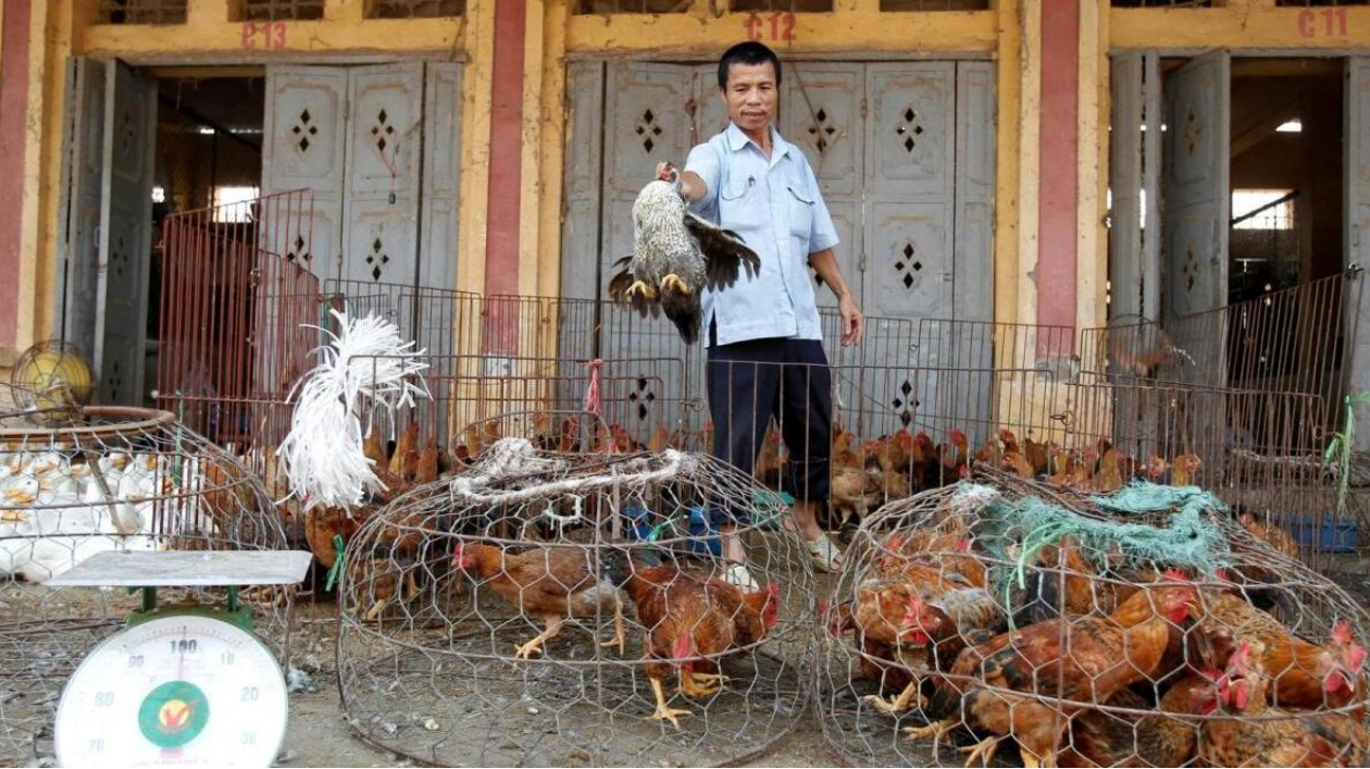 Captive Tigers and Lions in Vietnam Die from Bird Flu