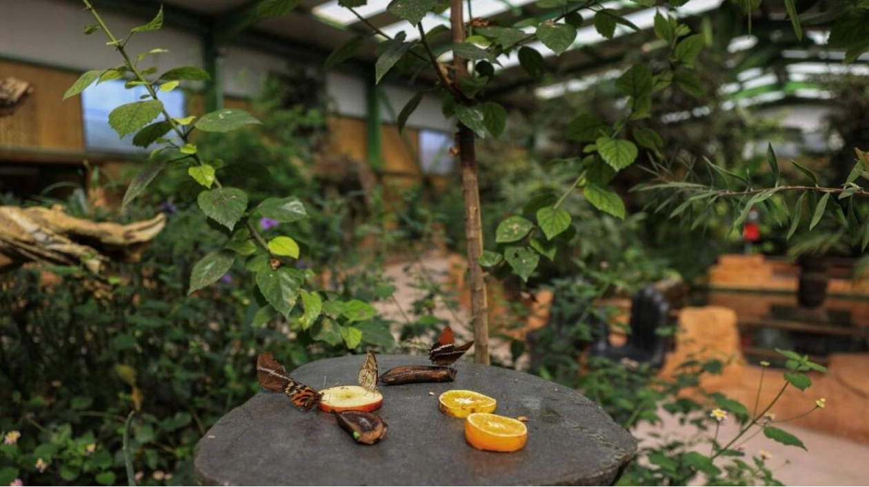 Butterflies Sip Sweet Juice in Protected Enclosure