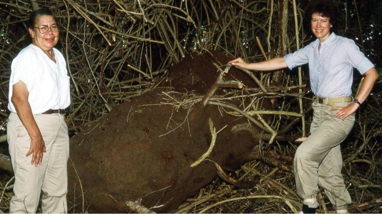 Pioneering Black Entomologist: Margaret S. Collins