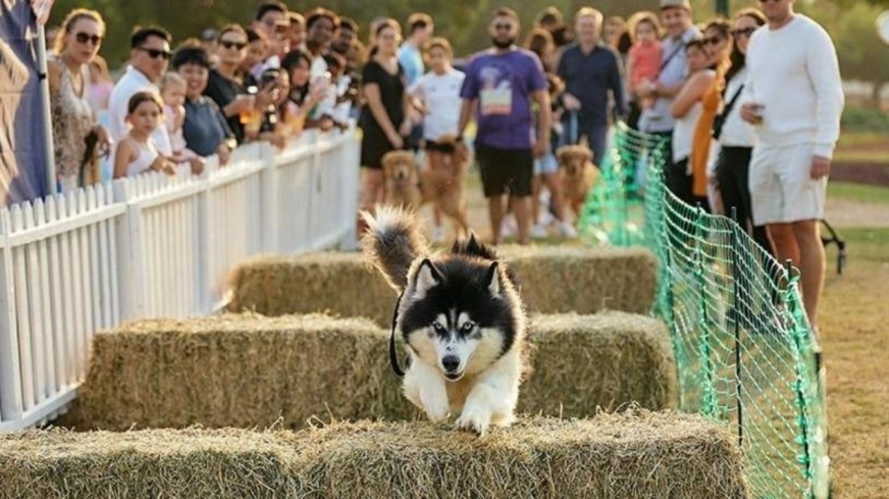 Dubai Feastival: Зимний фестиваль для всей семьи и их собак