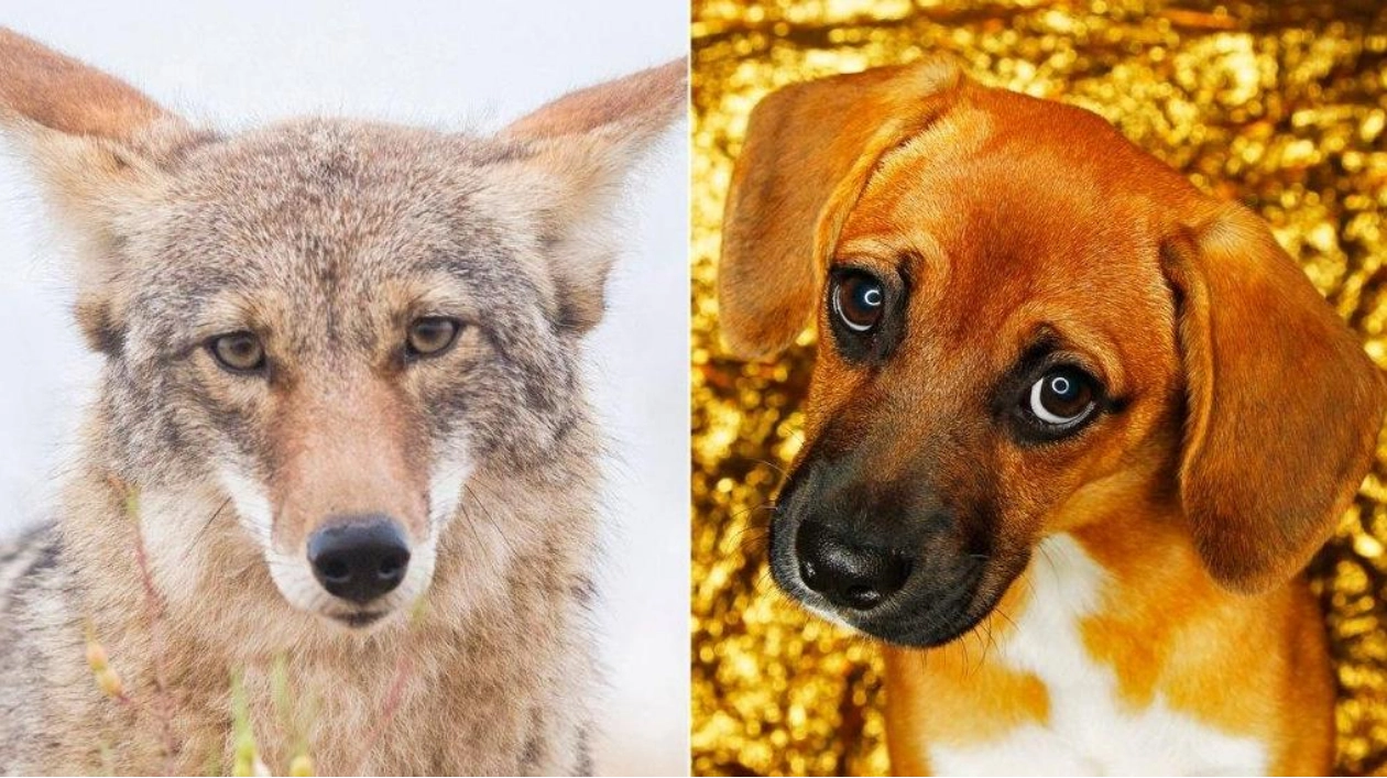 Coyotes Share Puppy-Eye Muscles with Dogs