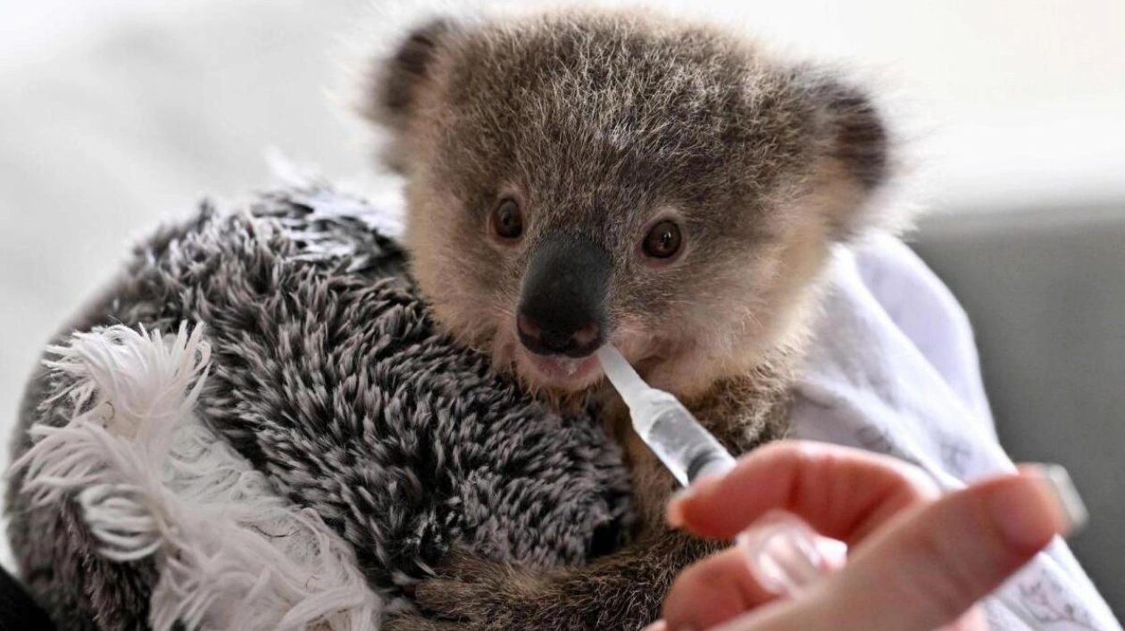 Orphaned Koala Joey Ajooni Clings to Fluffy Toy in Sydney