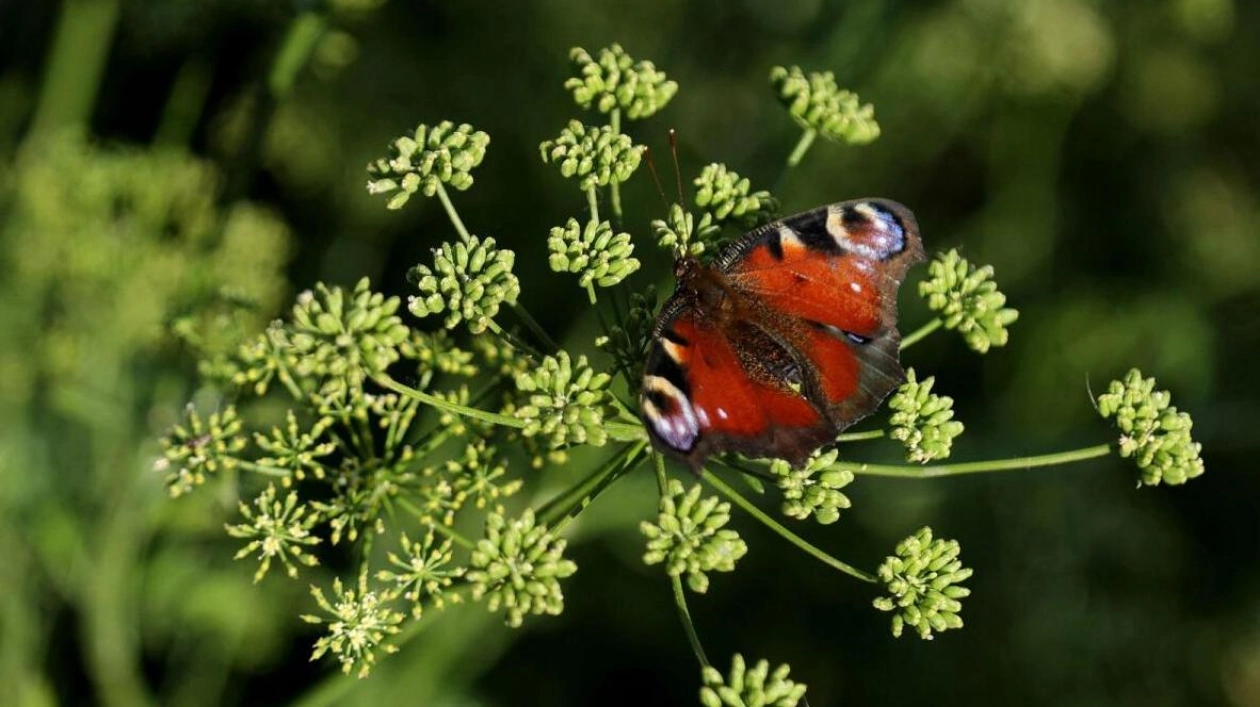 New EU Conservation Law Aims to Restore Natural Habitats