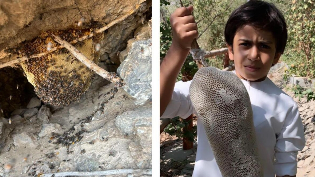 Youngest Emirati Honey Hunter Carries on Family Tradition