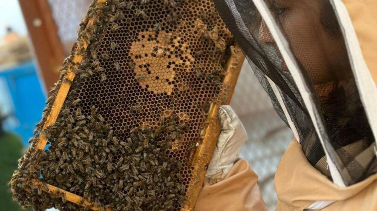 Young Emirati Girl Turns Beekeeping Hobby into a Passion