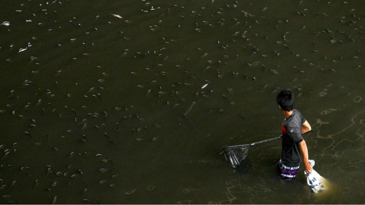 Thailand Fights Invasive Tilapia Infestation