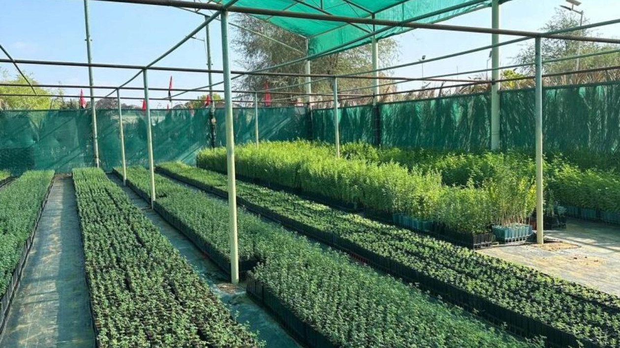 UAE Expands Green Spaces with 20,000 Tree Seedlings