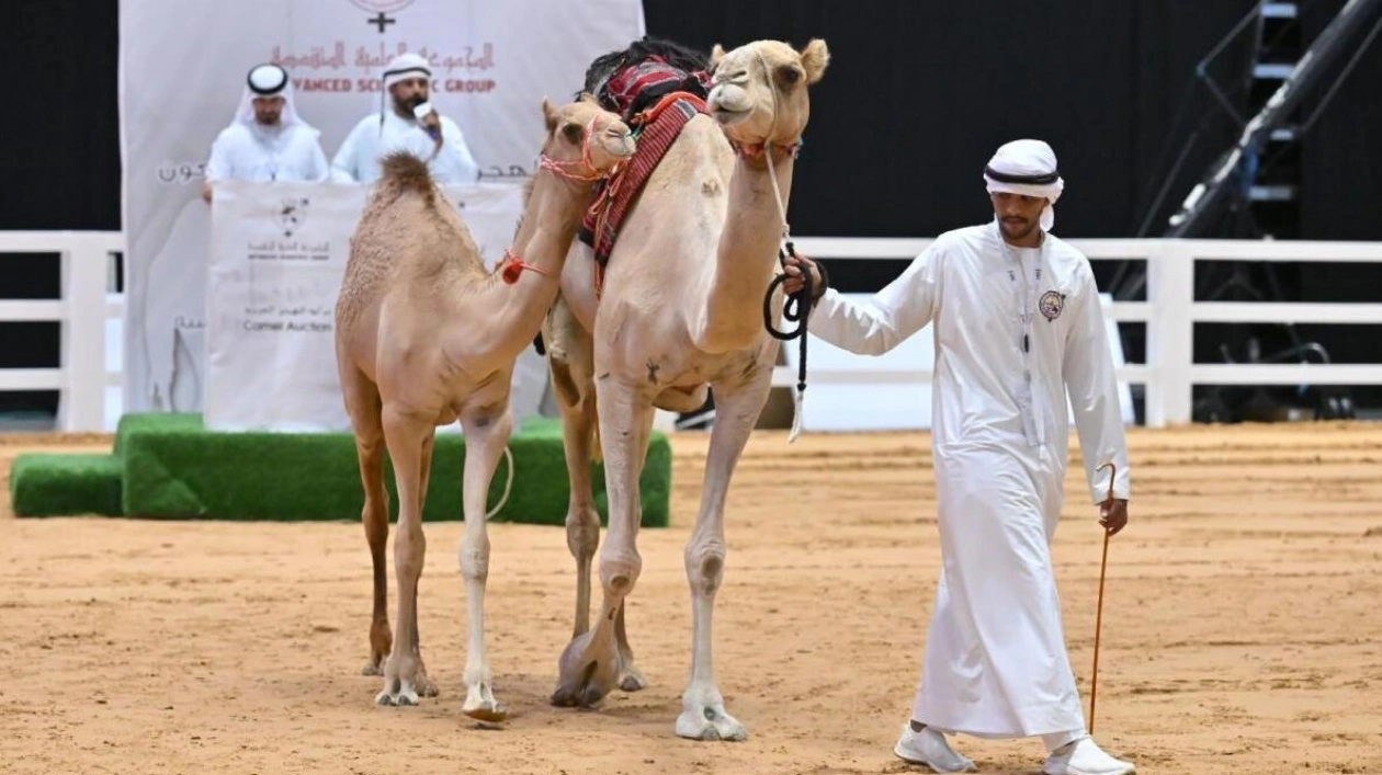 Purebred Arabian Camels Fetch Dh2.5 Million at Adihex Auction