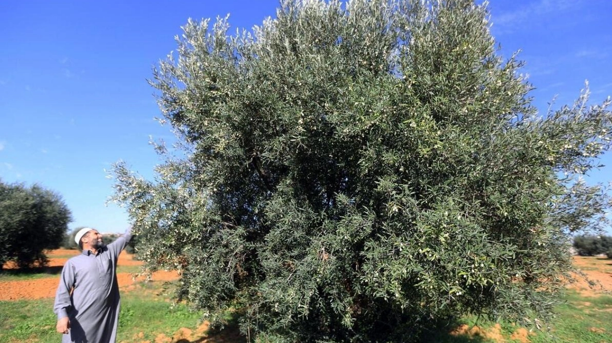 Al Dhaid University Launches Pesticide-Free Olive Honey Project