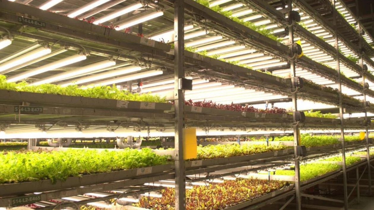 Discover Sustainable Farming at UNS Vertical Farms in Dubai