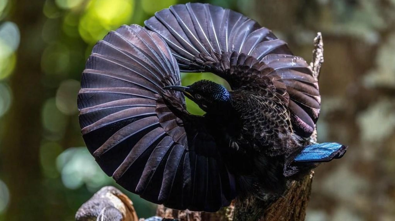 Riflebirds' Wrist Flares and Feather Noises Unveiled