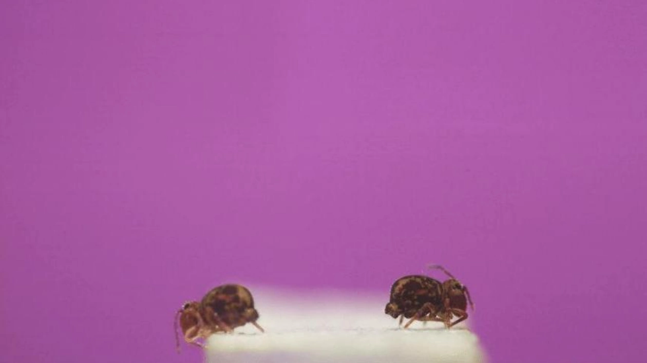 Nature's Tiny Acrobat: The Globular Springtail's Amazing Backflips