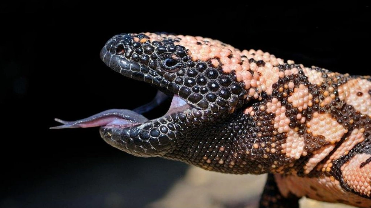 Lizard Saliva Molecule Could Aid Pancreatic Tumor Detection