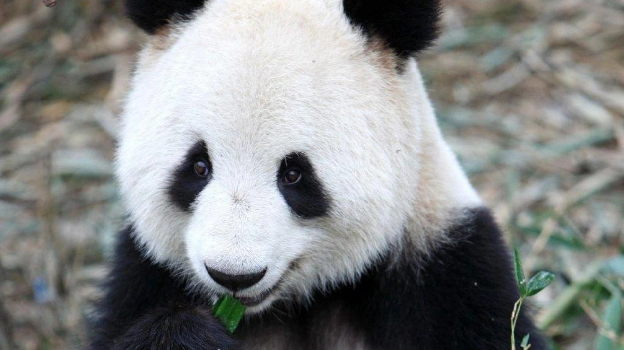 New Hope for Giant Panda Conservation