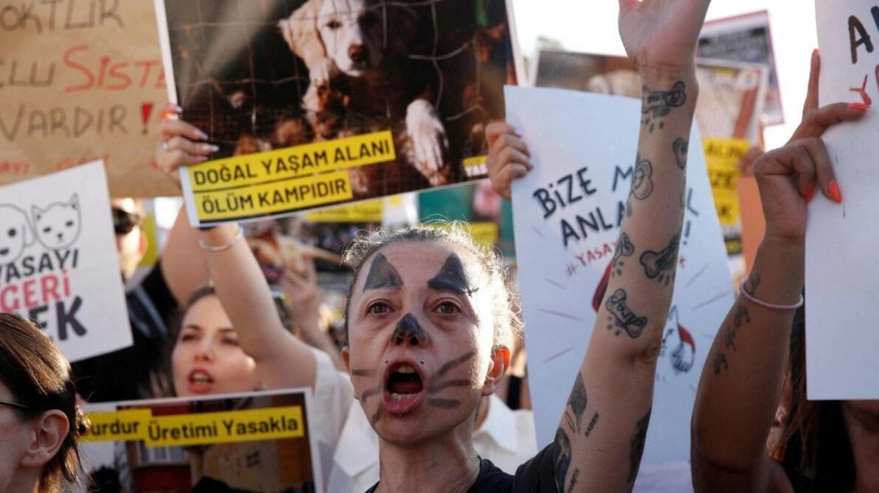 Turkey Enacts Law to Confine Stray Dogs Despite Protests