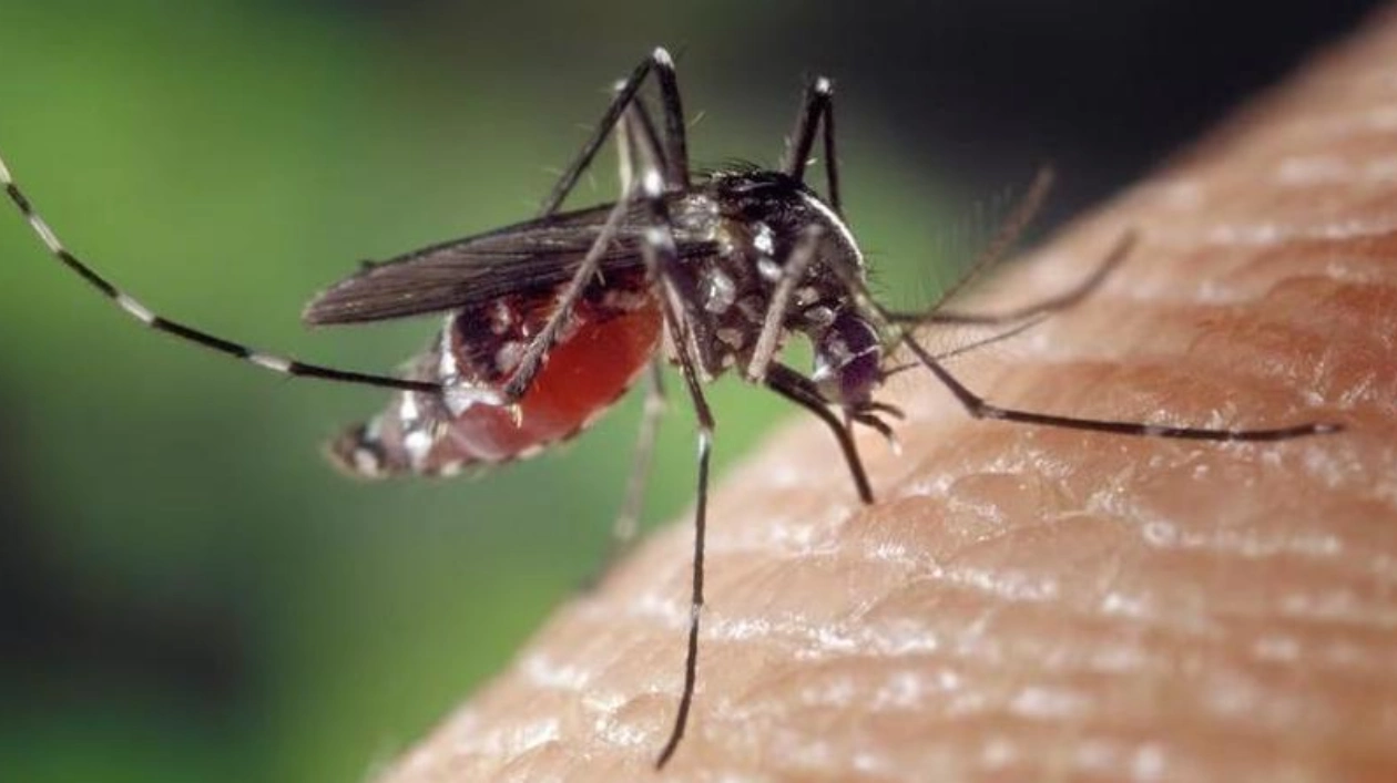 Борьба с распространением лихорадки денге в ОАЭ