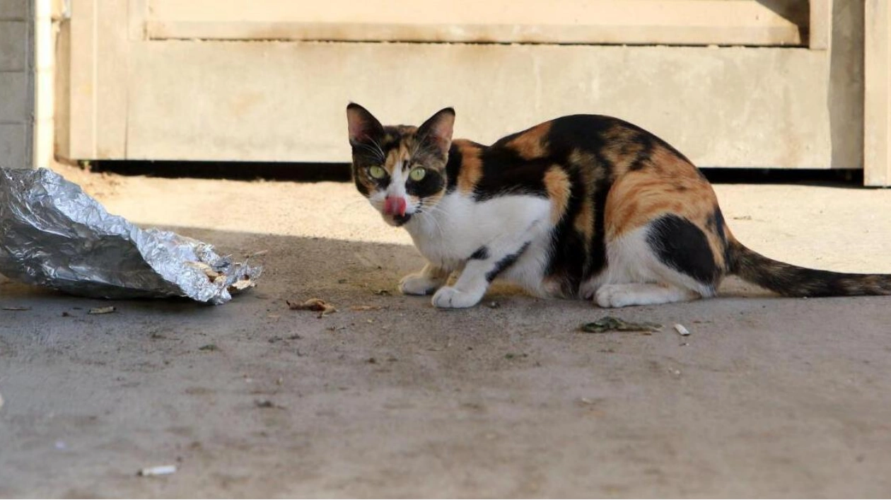 Dubai Residents Dedicate Over Half Their Salary to Stray Cats