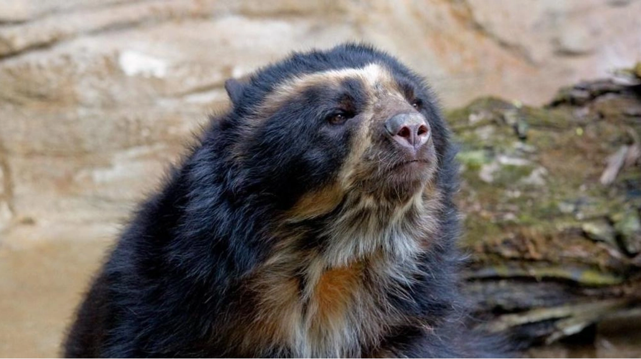 Unveiling the Secret Lives of Andean Bears