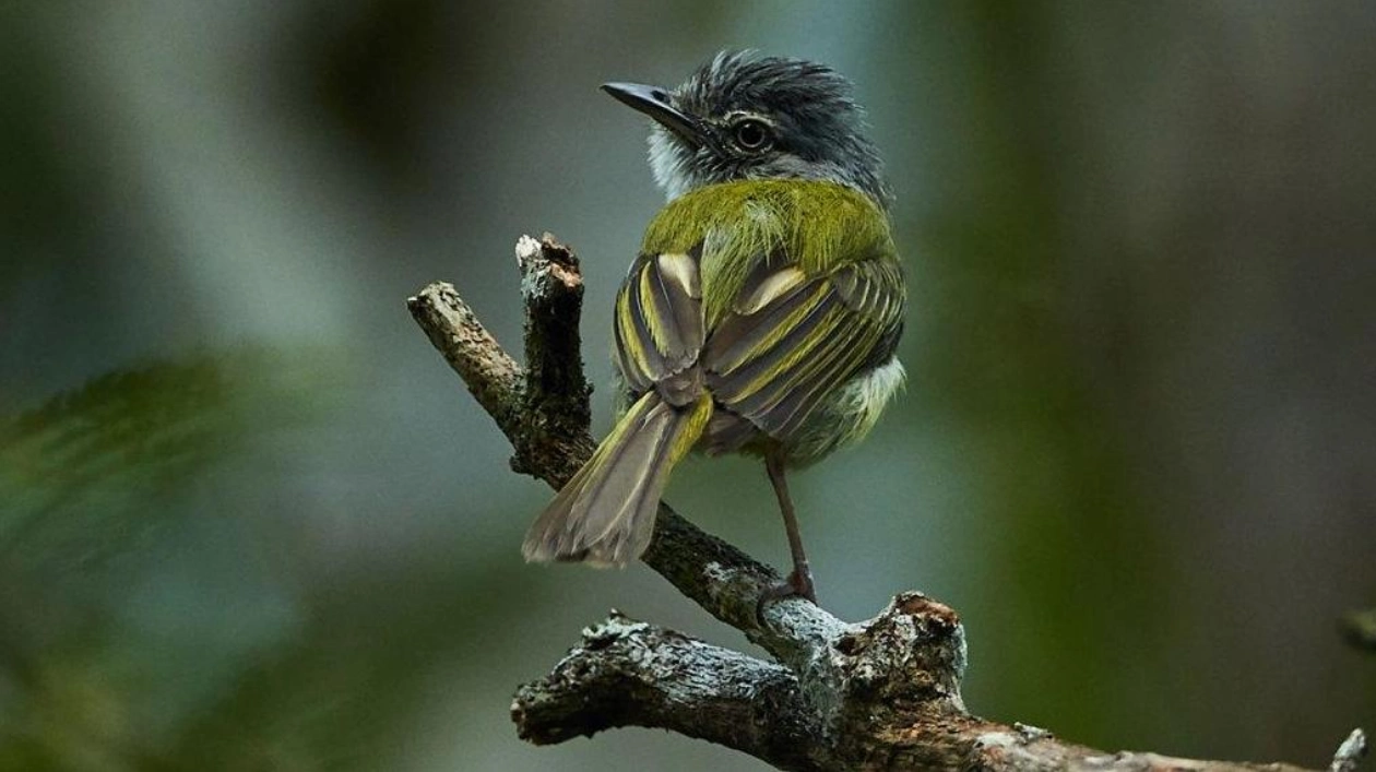 Fungal Defense: Birds Outsmart Ants with Offensive Fungus