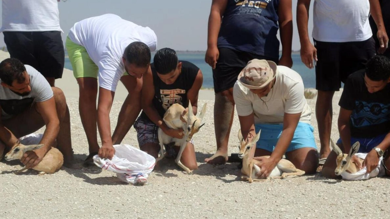 Endangered Rhim Gazelles Relocated to Libyan Island