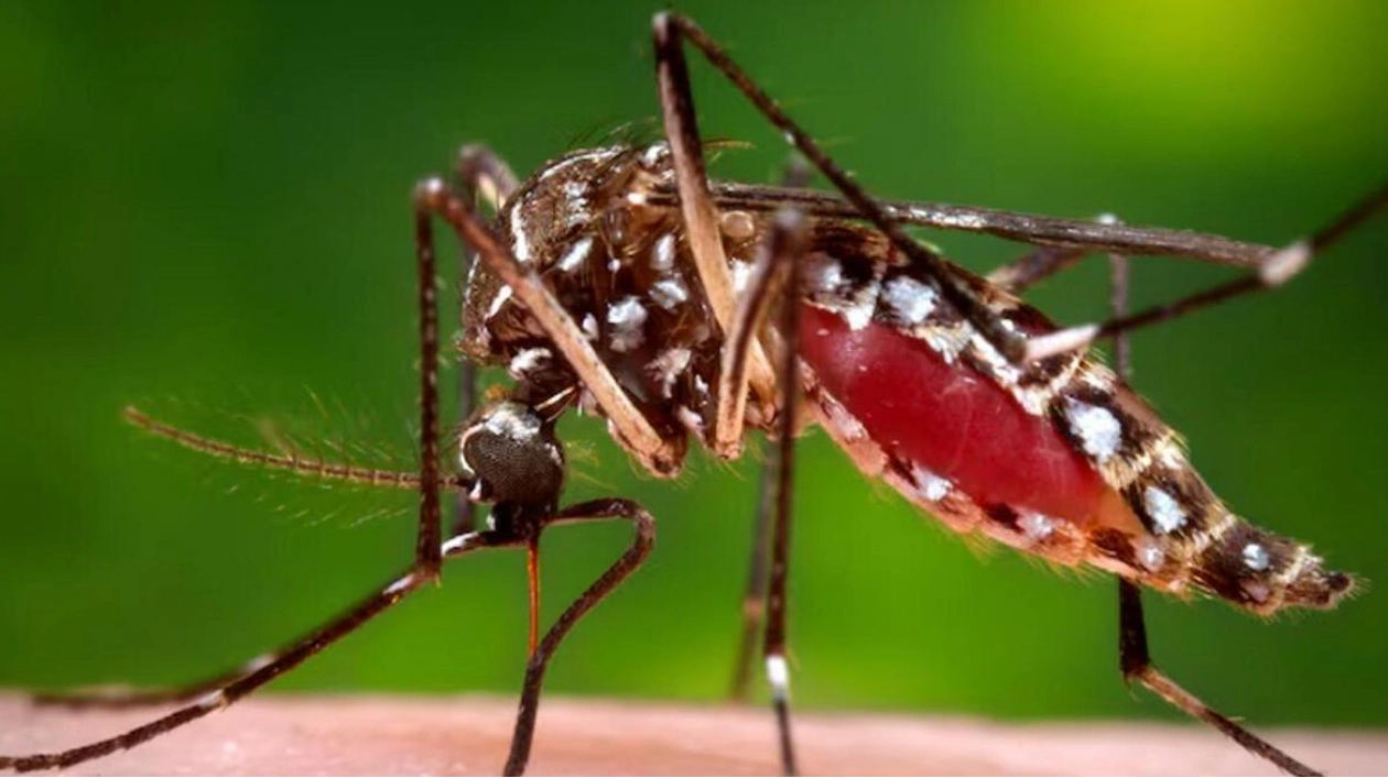 UAE's Measures Against Dengue Fever and Mosquito Prevention