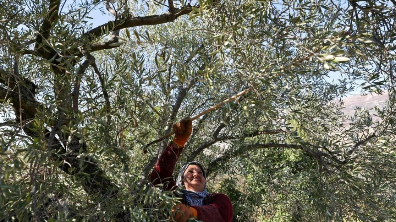 Olive Harvest in War-Torn Lebanon