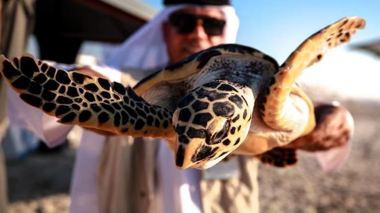 Реабилитация и выпуск черепах в Абу-Даби