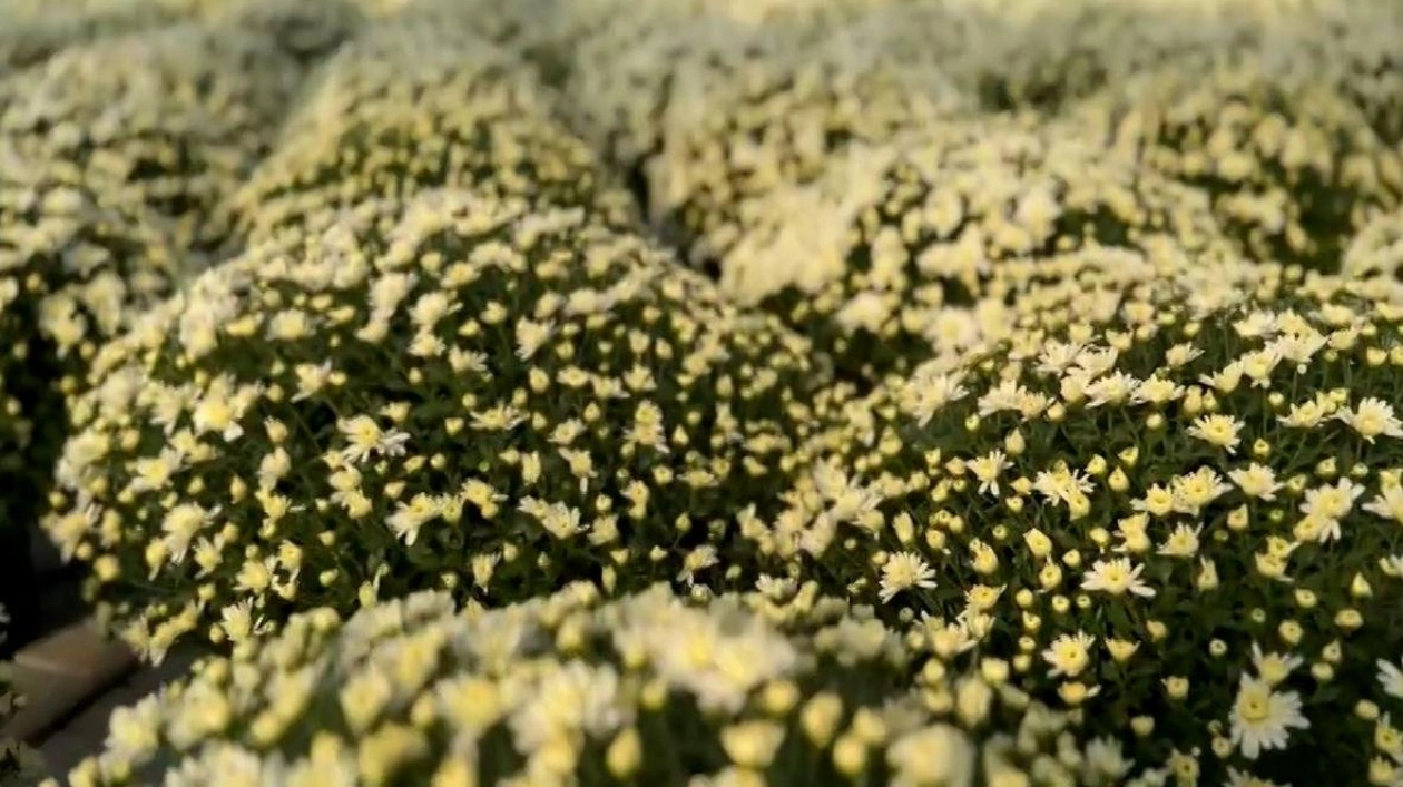 Iași Transformed with Chrysanthemums for Saint Paraskeva