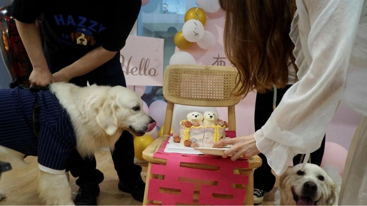 Golden Retrievers Bree and Bond Tie the Knot in Dream Wedding