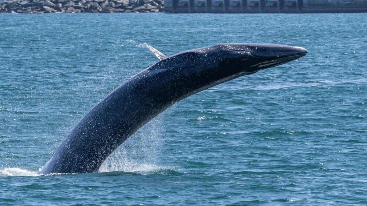 Bryde’s Whale Successfully Guided Back to Migration Path