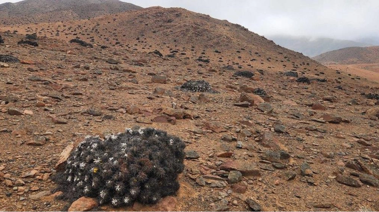 The Vanishing Cacti of the Atacama Desert