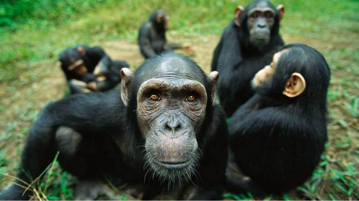 Adult Chimps Play Too: A Study Reveals