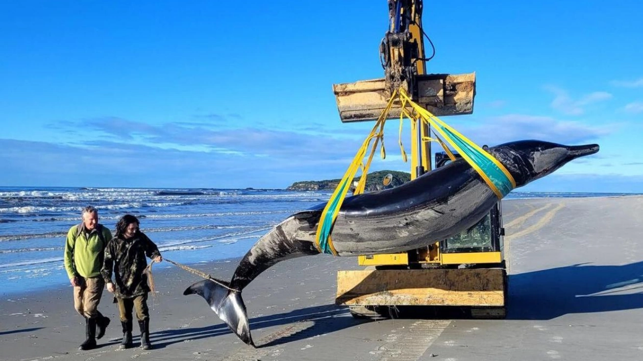 Rare Spade-toothed Whale Washes Ashore in New Zealand