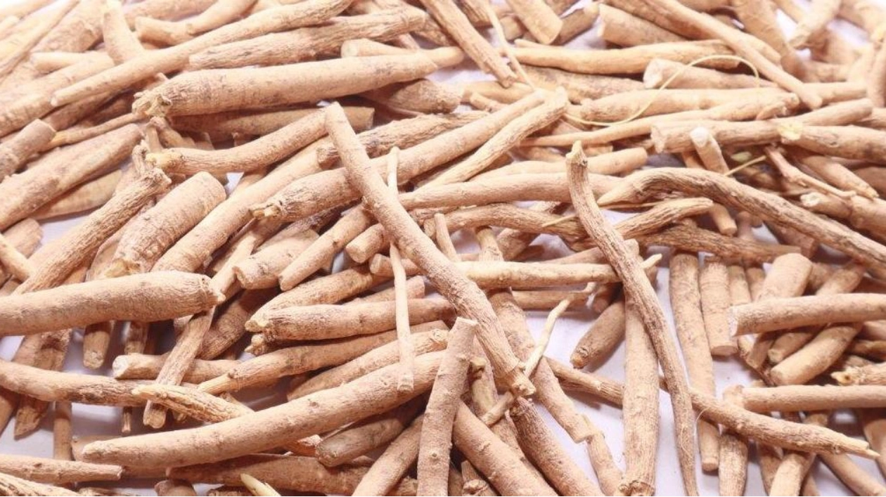 Ashwagandha: Ancient Herb, Modern TikTok Sensation