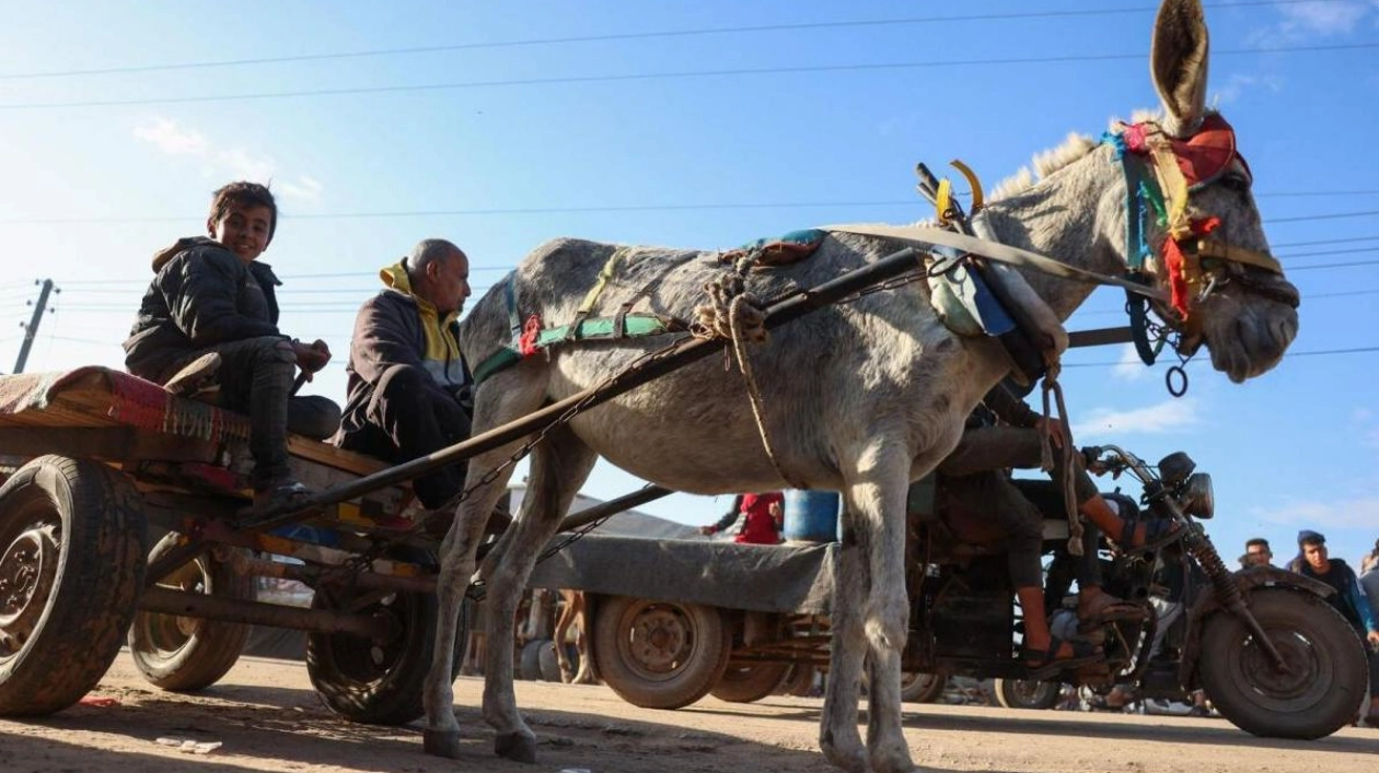 Displaced Gazans Rely on Donkey Carts Amid Fuel Shortages